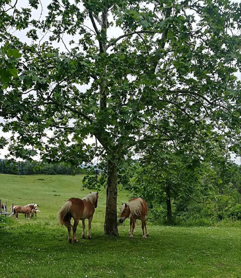 Monte Termine Country House Bed & Breakfast Rioveggio Dış mekan fotoğraf